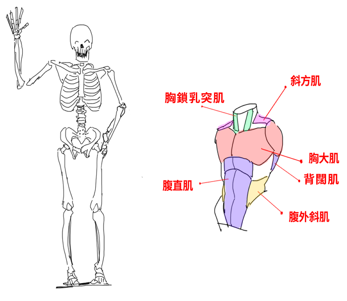 骨骼構成示意圖