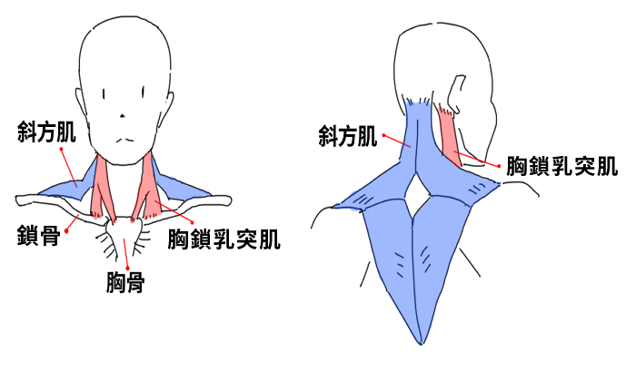 脖子肌肉示意圖