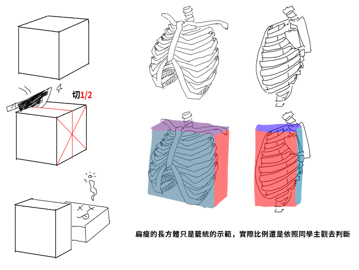 肋骨與鎖骨方塊示意圖