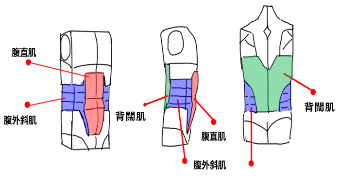 腹腔肌肉示意圖