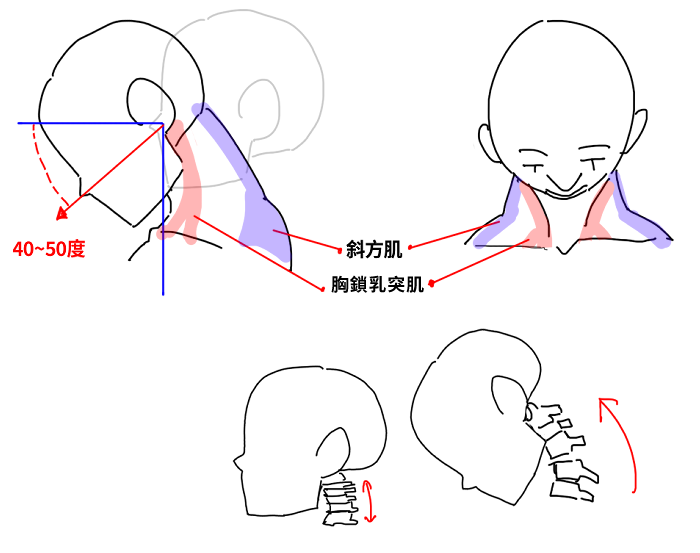 頭部低頭角度示意