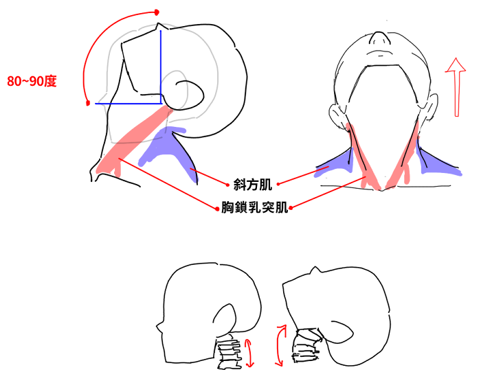 頭部抬頭角度示意